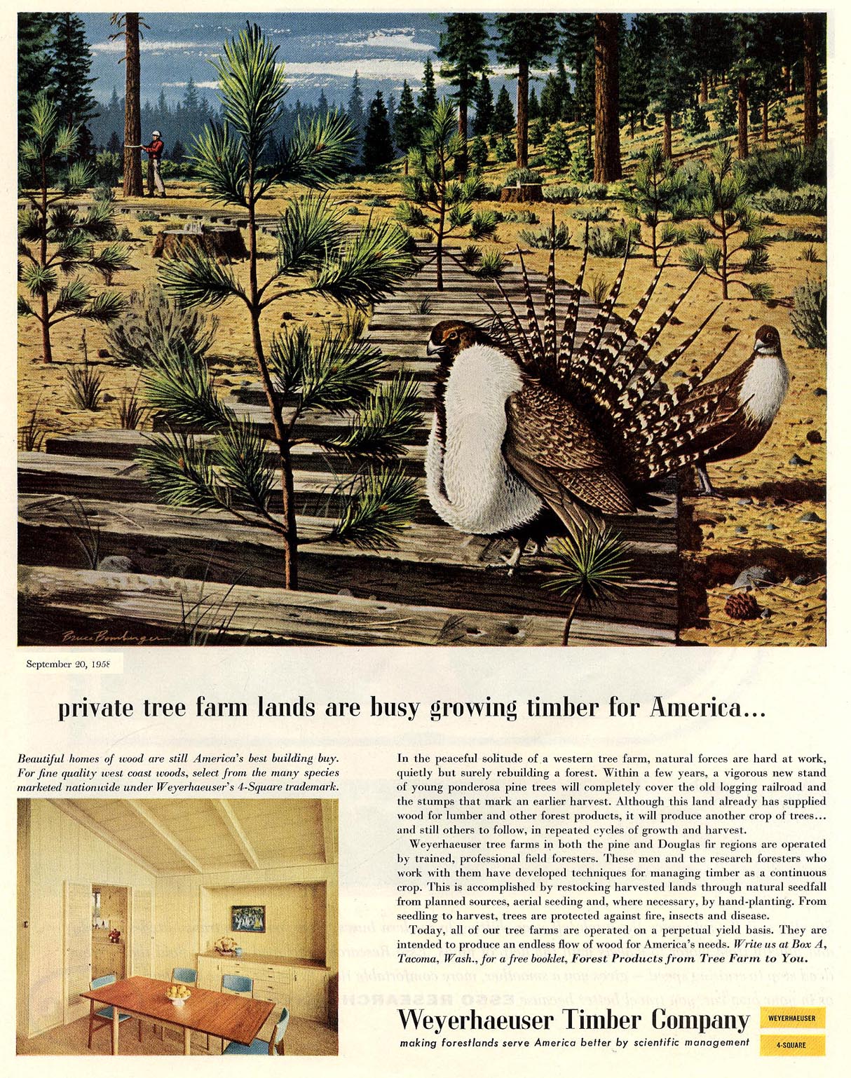 Illustrators for Weyerhaeuser, Bruce Bomberger