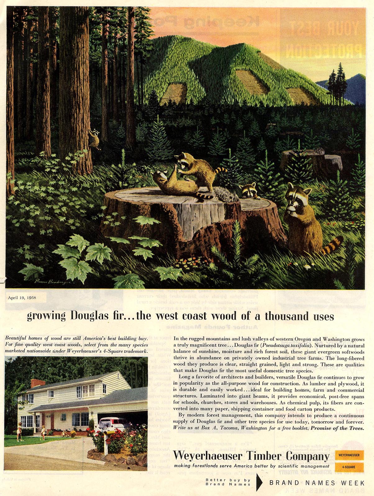 Illustrators for Weyerhaeuser, Bruce Bomberger