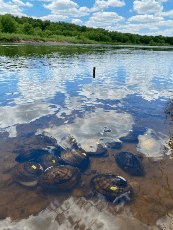 How elastic are our mussels resilience in freshwater mussel