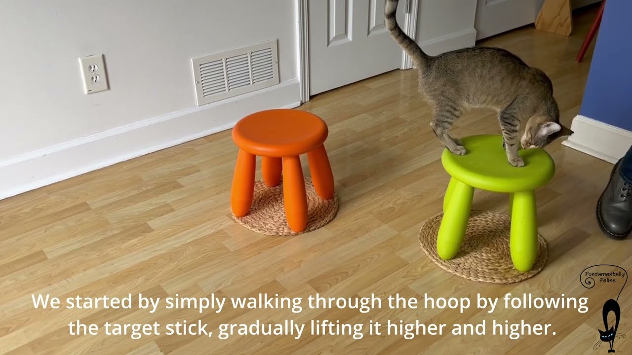 How to Teach Your Cat to Target a Mat and a Stool Fundamentally Feline