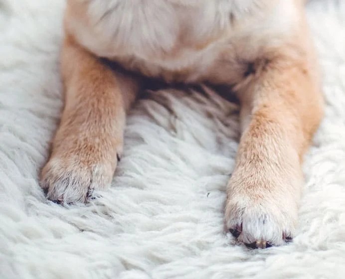 Does Walking Your Dog Trim Their Nails? Long Claws & Tips