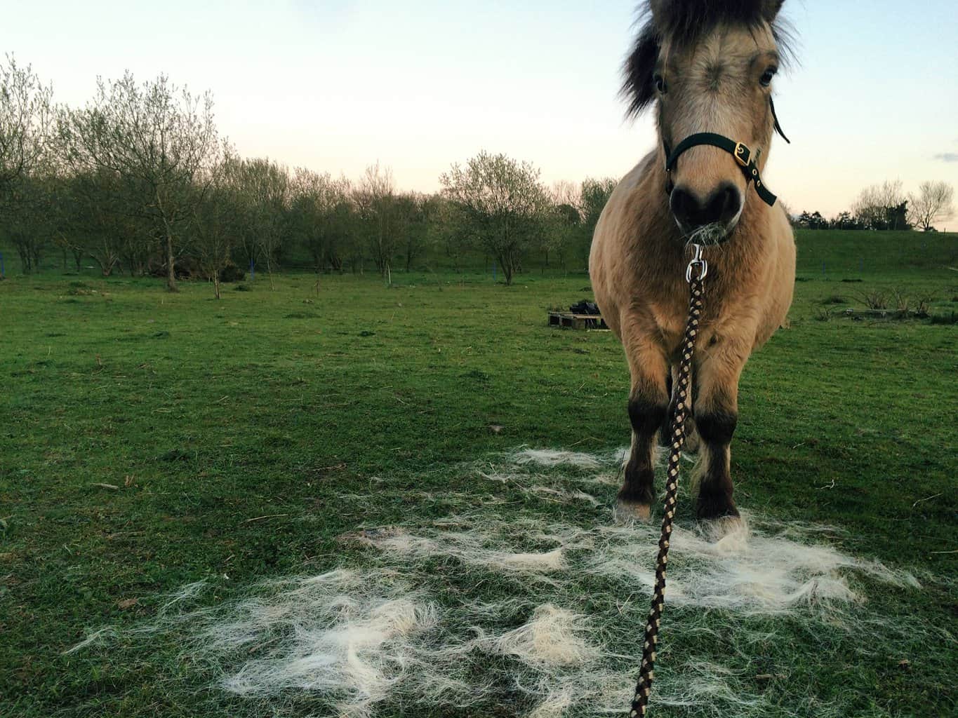 It's been busy on Anna Louise's Mini Farm! Fun Kids the UK's