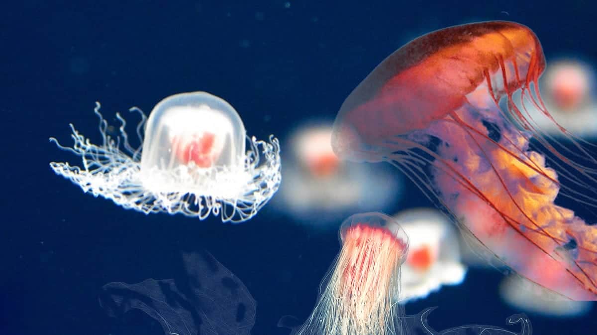 Meet the animal that never dies, an immortal jellyfish! Fun Kids