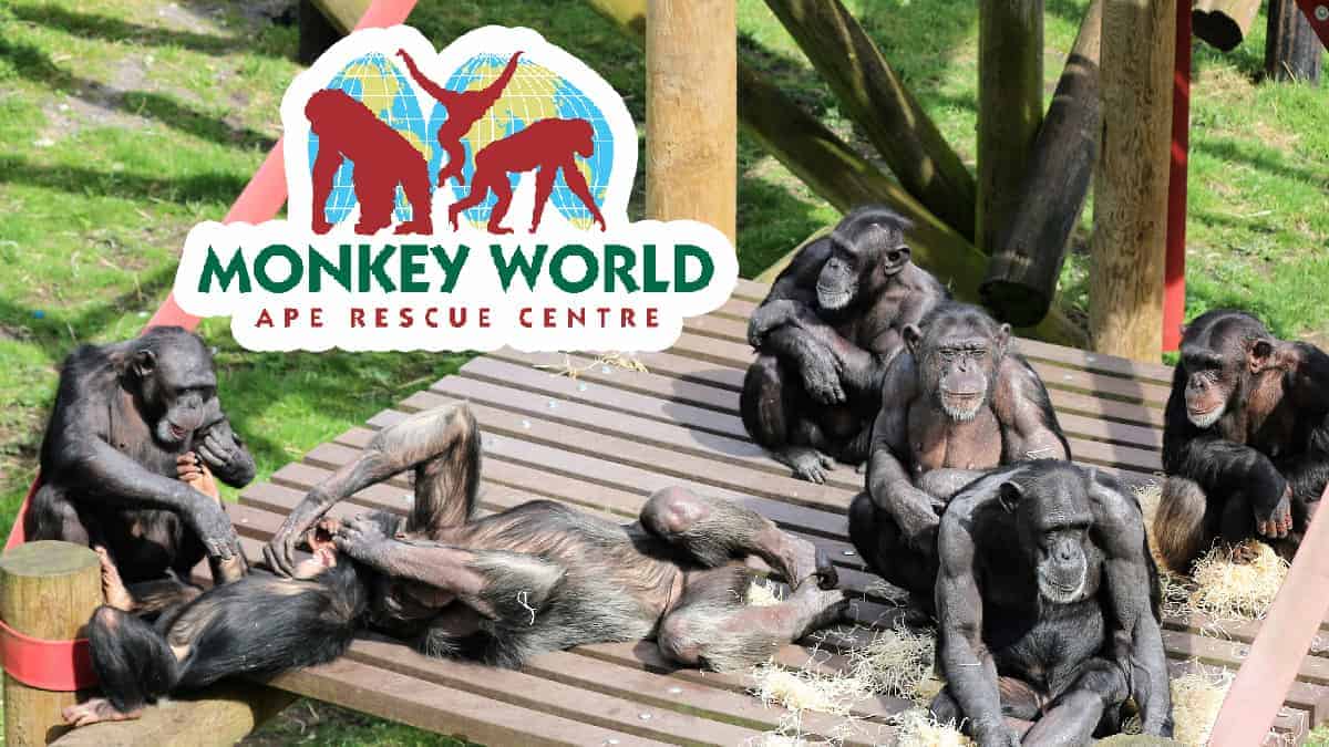 Visit Monkey World! Fun Kids the UK's children's radio station