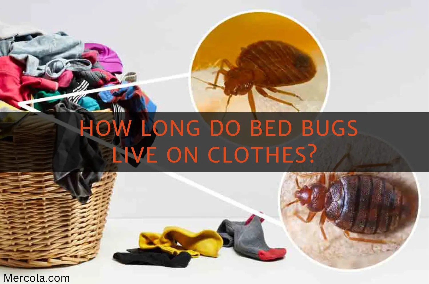 How Long Do Bed Bugs Live on Clothes? (And How to Get Rid of Them)