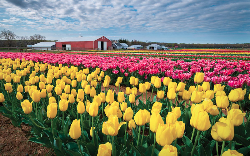 Holland Ridge Farms , NJ Virtual Activities and Events, in Cream Ridge