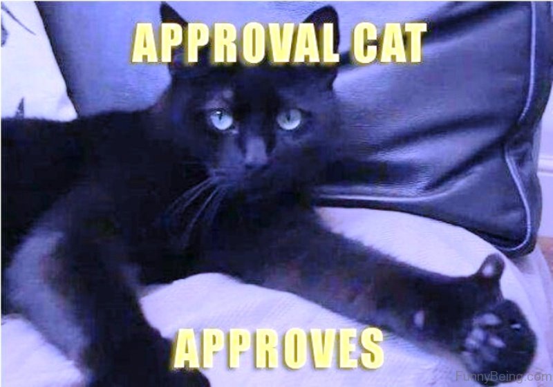110 Lovely Cat Memes
