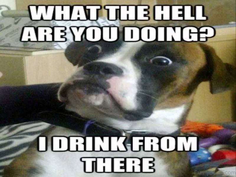 72 Fantastic Dog Memes