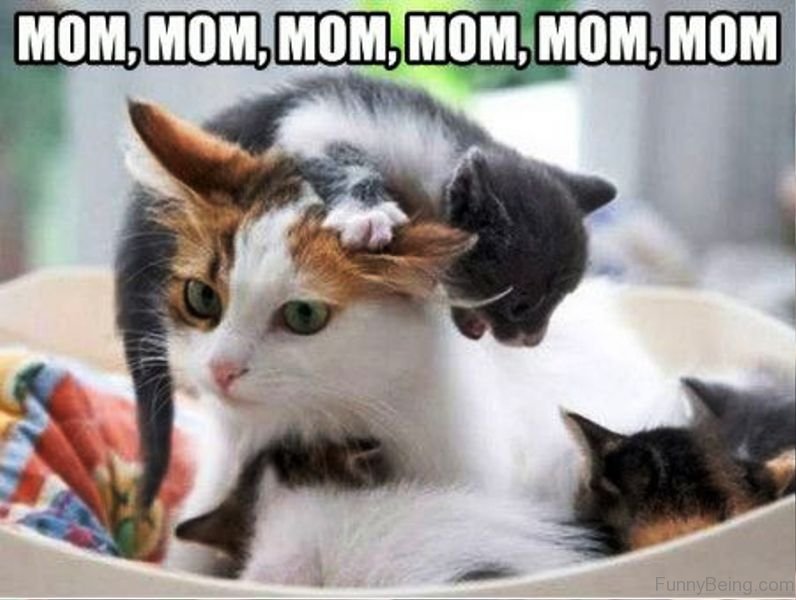 65 Selected Mom Memes