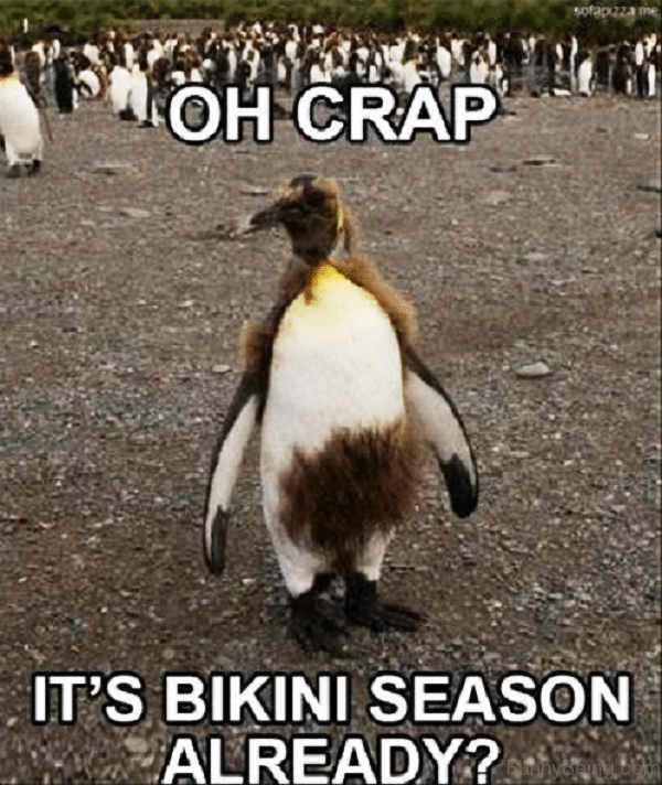 90 Best Summer Memes