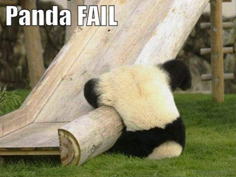 84 Stupid Panda Memes