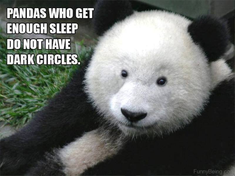 84 Stupid Panda Memes