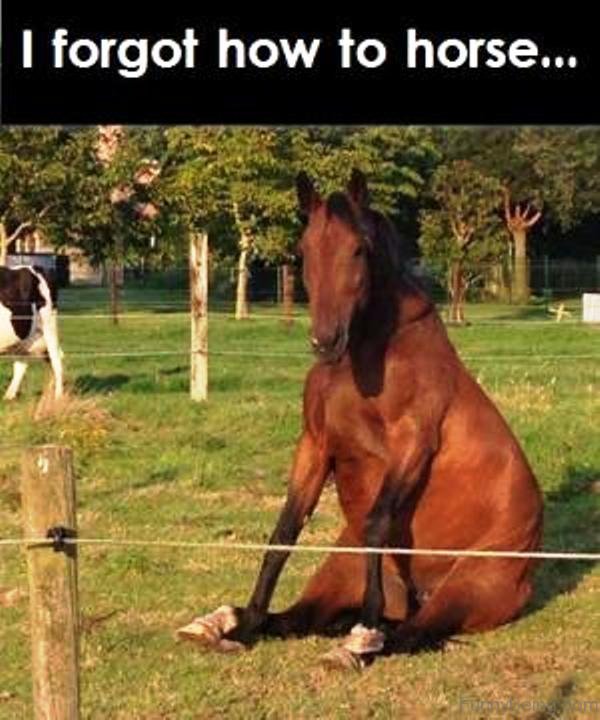80 Super Funny Horse Memes