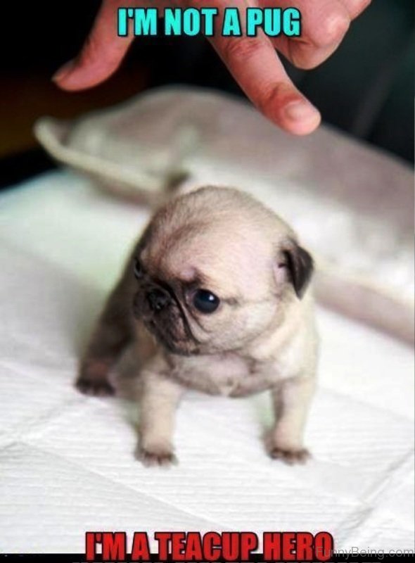 85 Mad Pug Memes