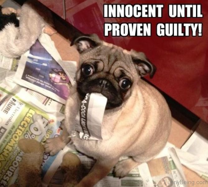 85 Mad Pug Memes