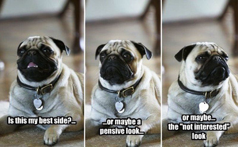 85 Mad Pug Memes