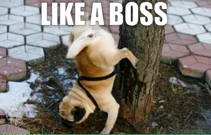 85 Mad Pug Memes