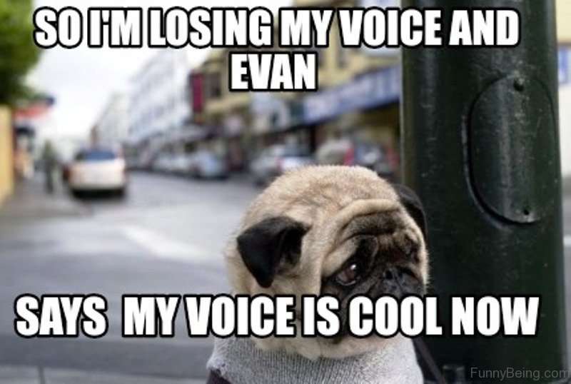 88 Superb Pug Memes Pictures