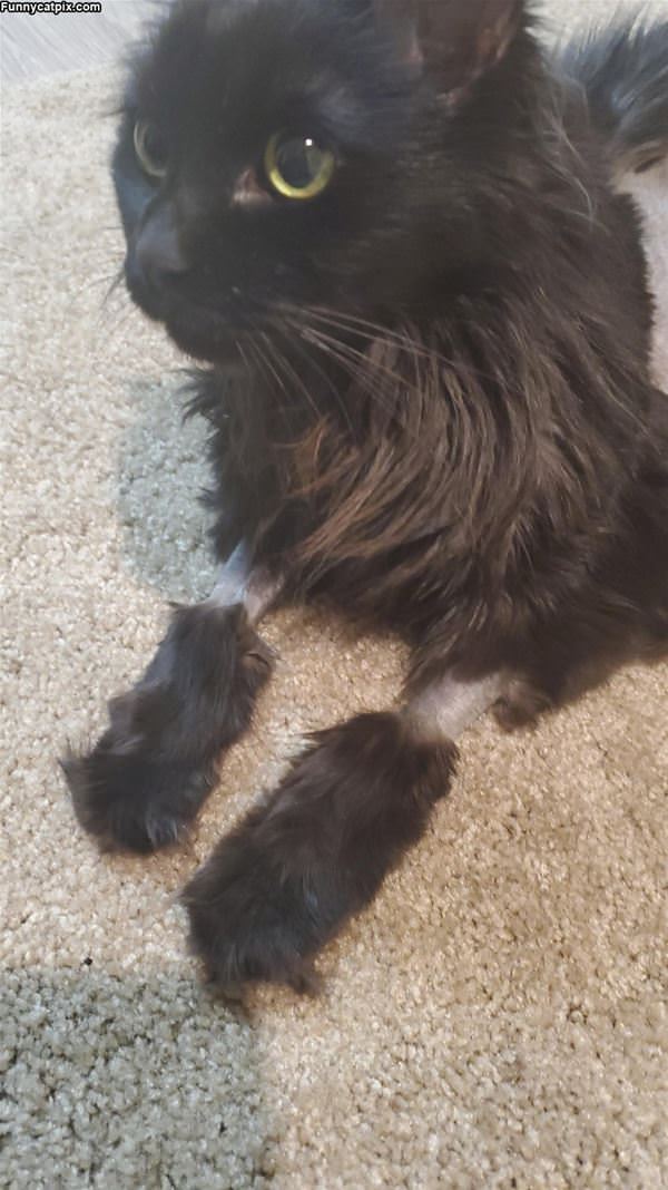 Shaved Paws