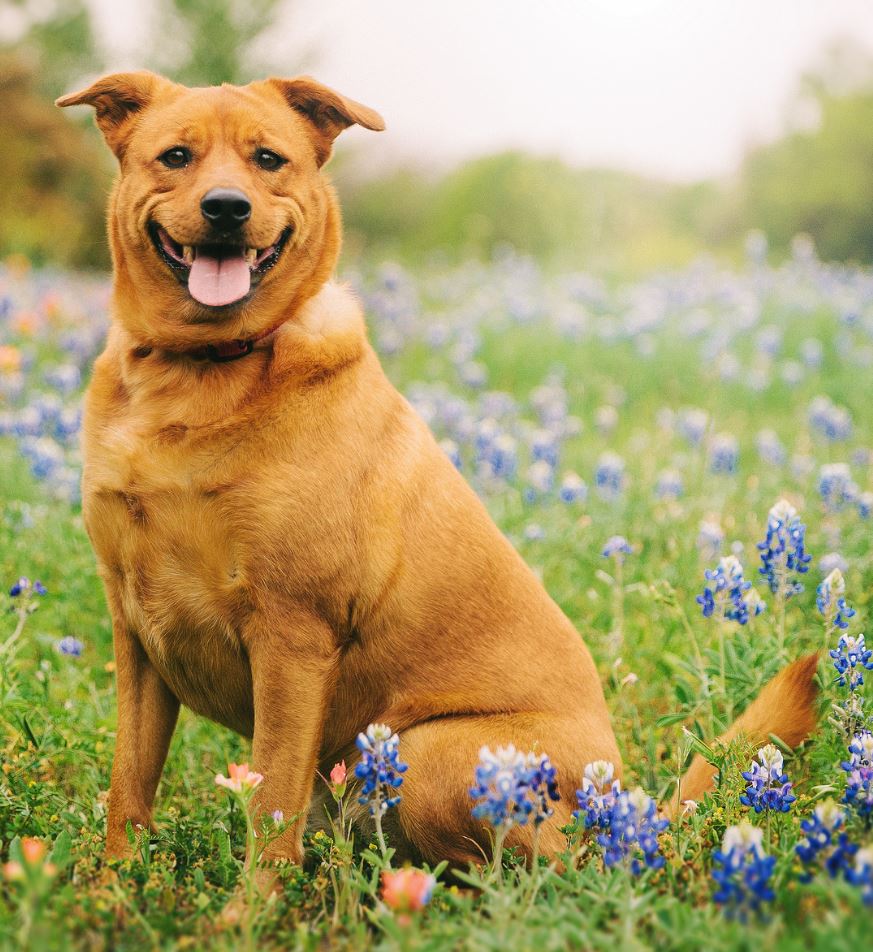 22 Dog Pictures You Will Love Funoramic