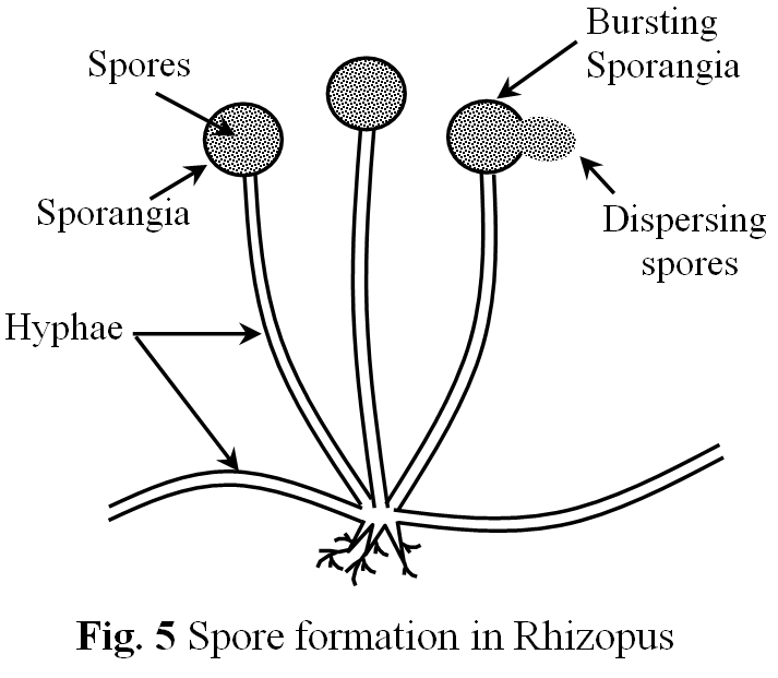 Spore Formation Fun Science