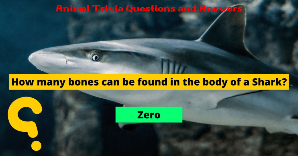 81 Animal Trivia Questions and Answers FunSided