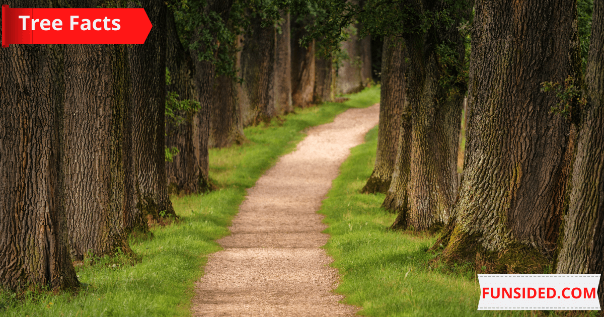 60 Interesting Unusual Tree Facts FunSided
