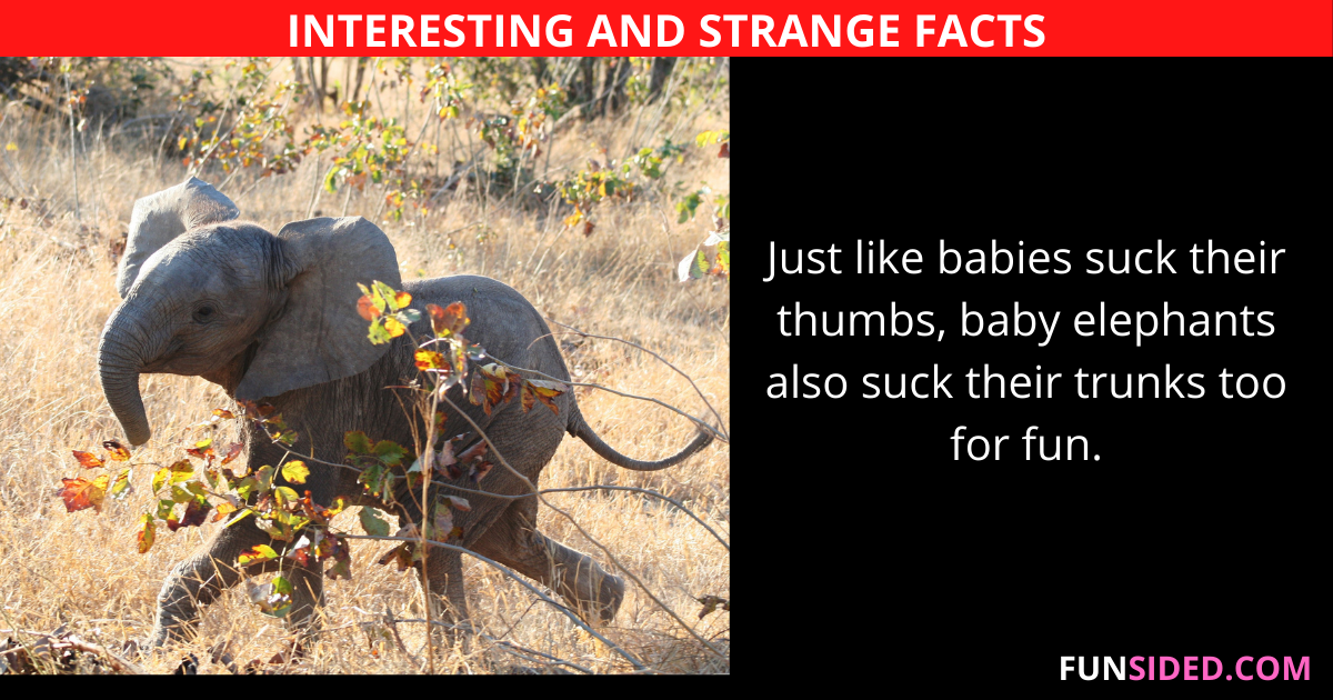 52 Fun and Interesting Strange Facts FunSided