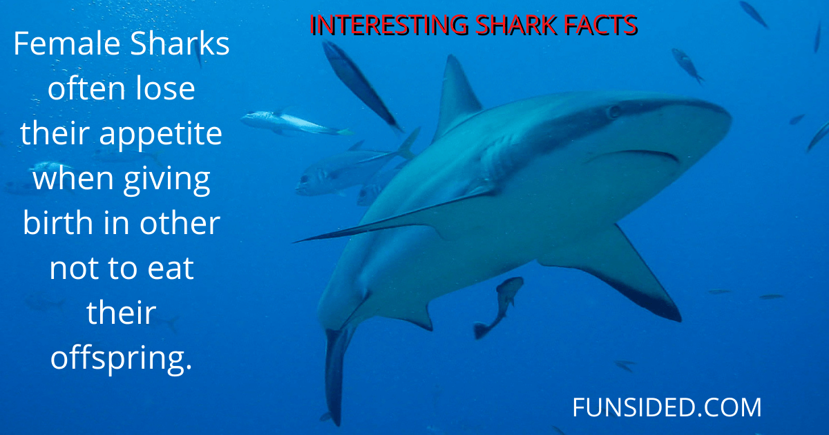 60 Fun and Interesting Shark Facts FunSided