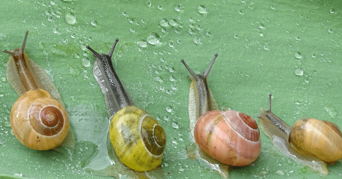 61 Fun and Interesting Snail Facts FunSided