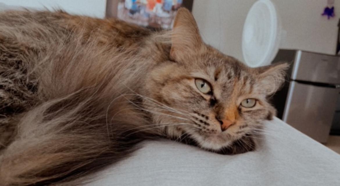 Meet The Team Pet Sitting, Cat Sitting by Furry Fellas Pet Service LLC