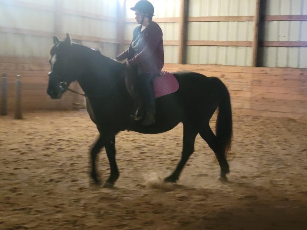 Meet The Team Pet Sitting, Cat Sitting by Furry Fellas Pet Service LLC