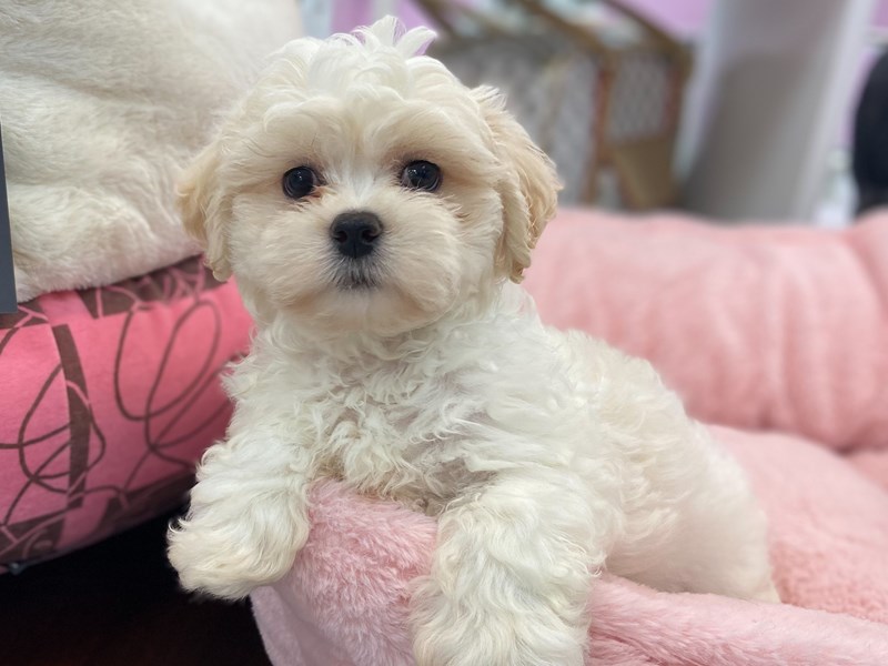 How Much Is A Zuchon Teddy Bear Dog