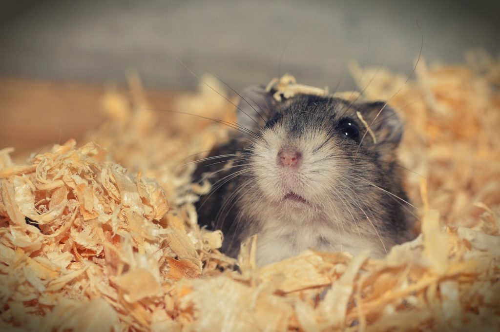 How Long Can A Hamster Go Without Food And Water