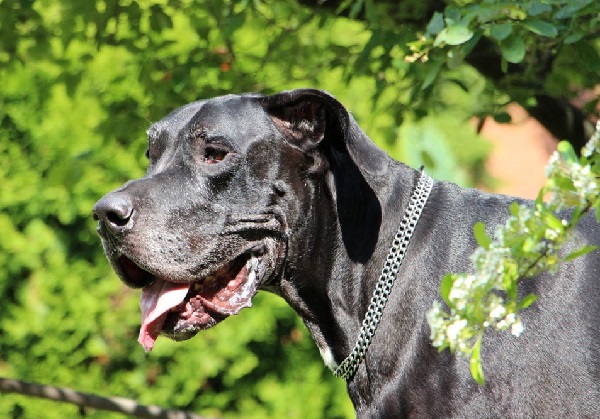 Great Dane Pitbull Mix (Great Danebull) Characteristics