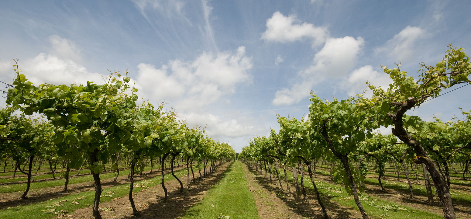 Great wineries and vineyards to visit in Kent and East Sussex