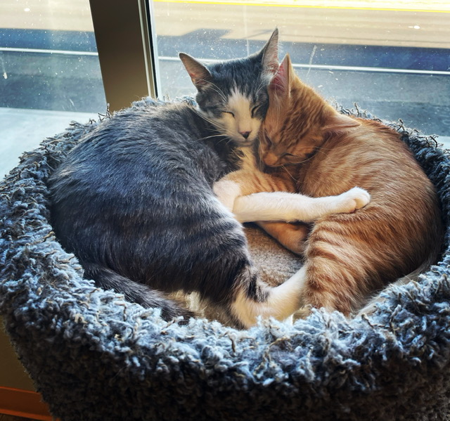 Paws Of Grays Harbor Pets For Adoption 2024