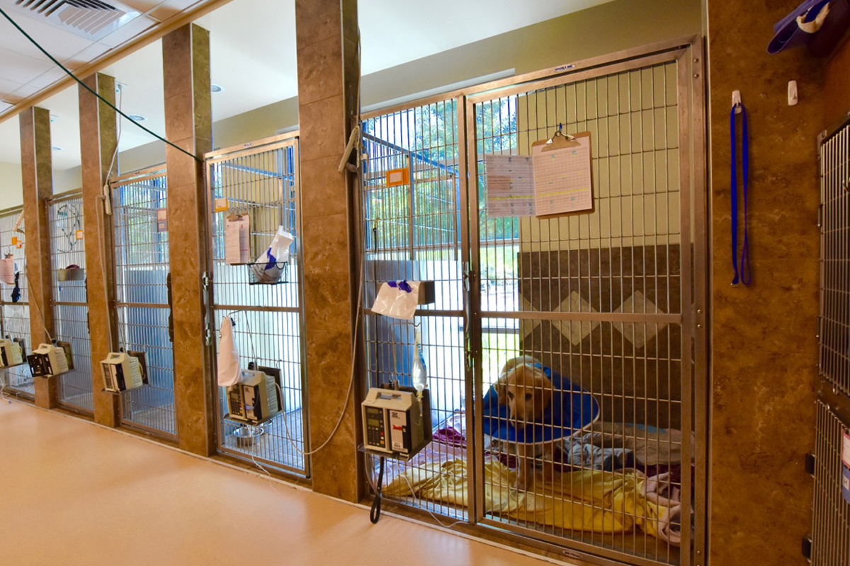 Veterinary Technician (LVT, CVT, RVT), Charleston, SC USA • FurWork