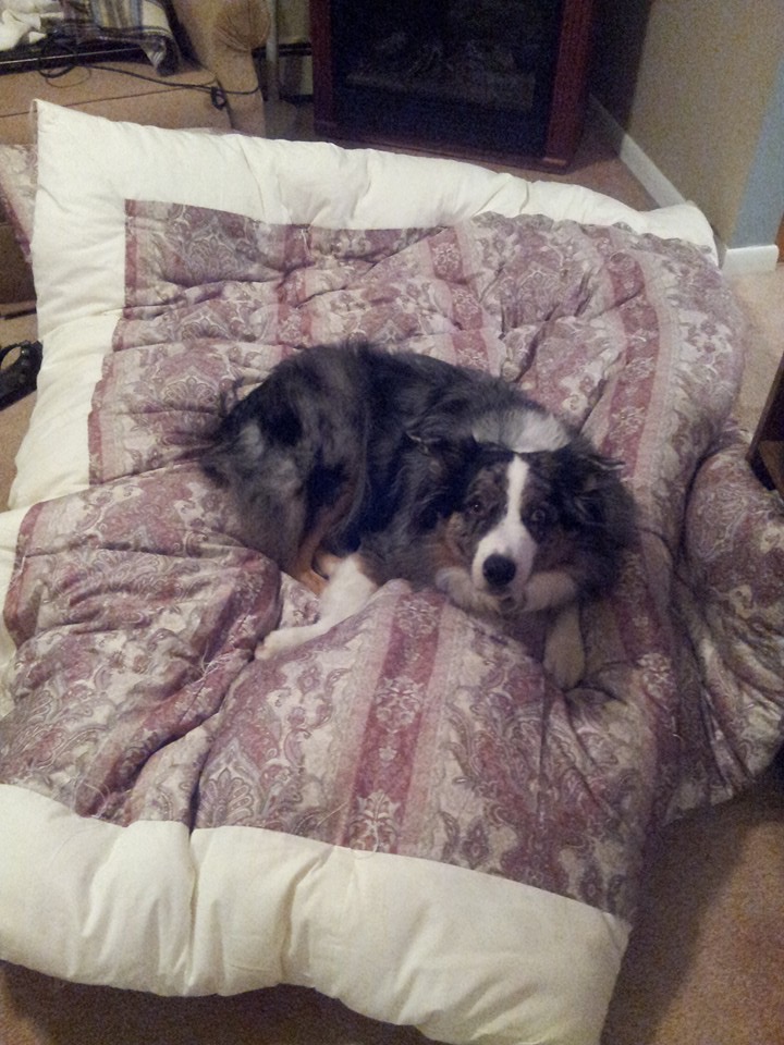 Futon Set (ShikibutonKakebuton) Shawna F's Awesome Pics and