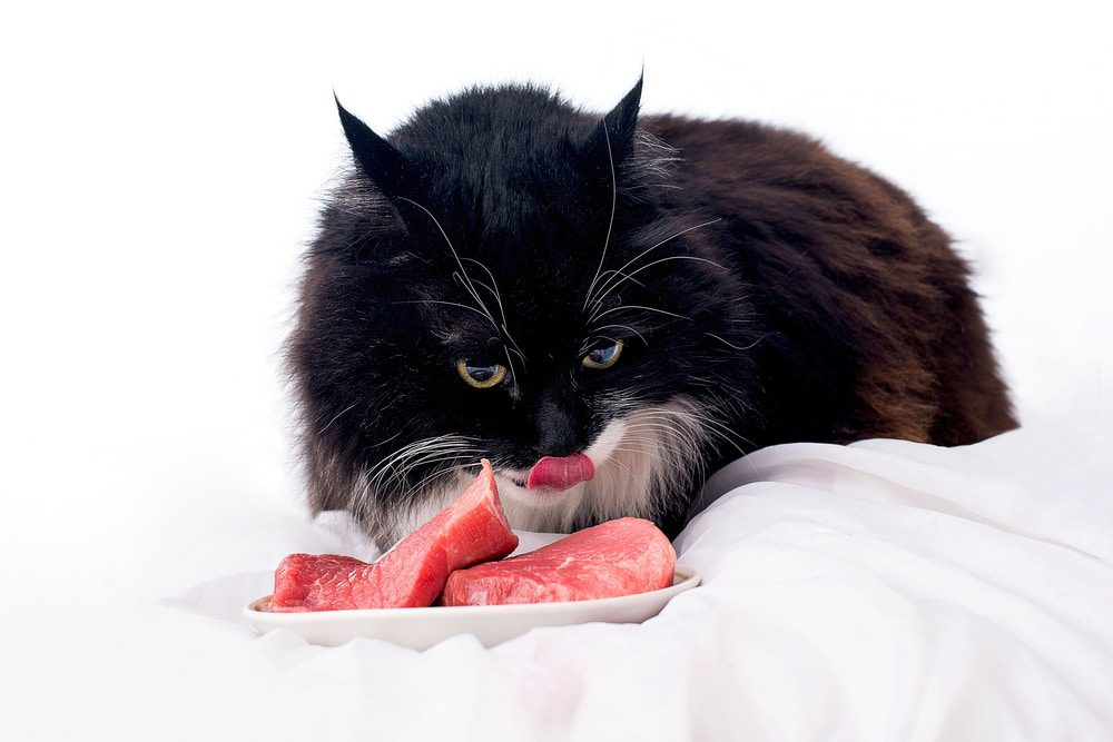 Barfen für Katzen Artgerechte Rohfleischfütterung