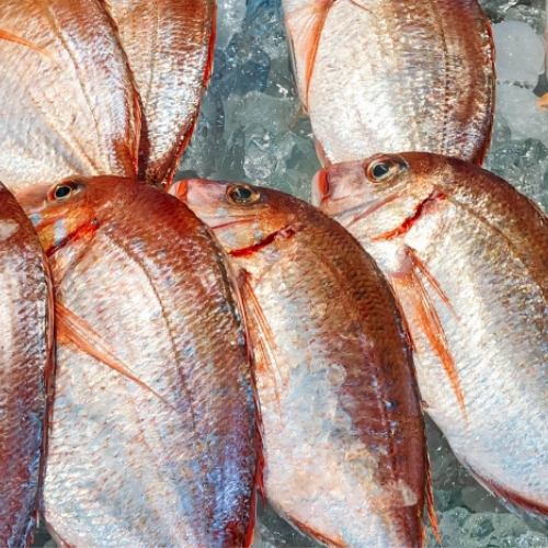 くい処 魚忠｜富津で贅沢な海鮮を味わうなら魚忠で