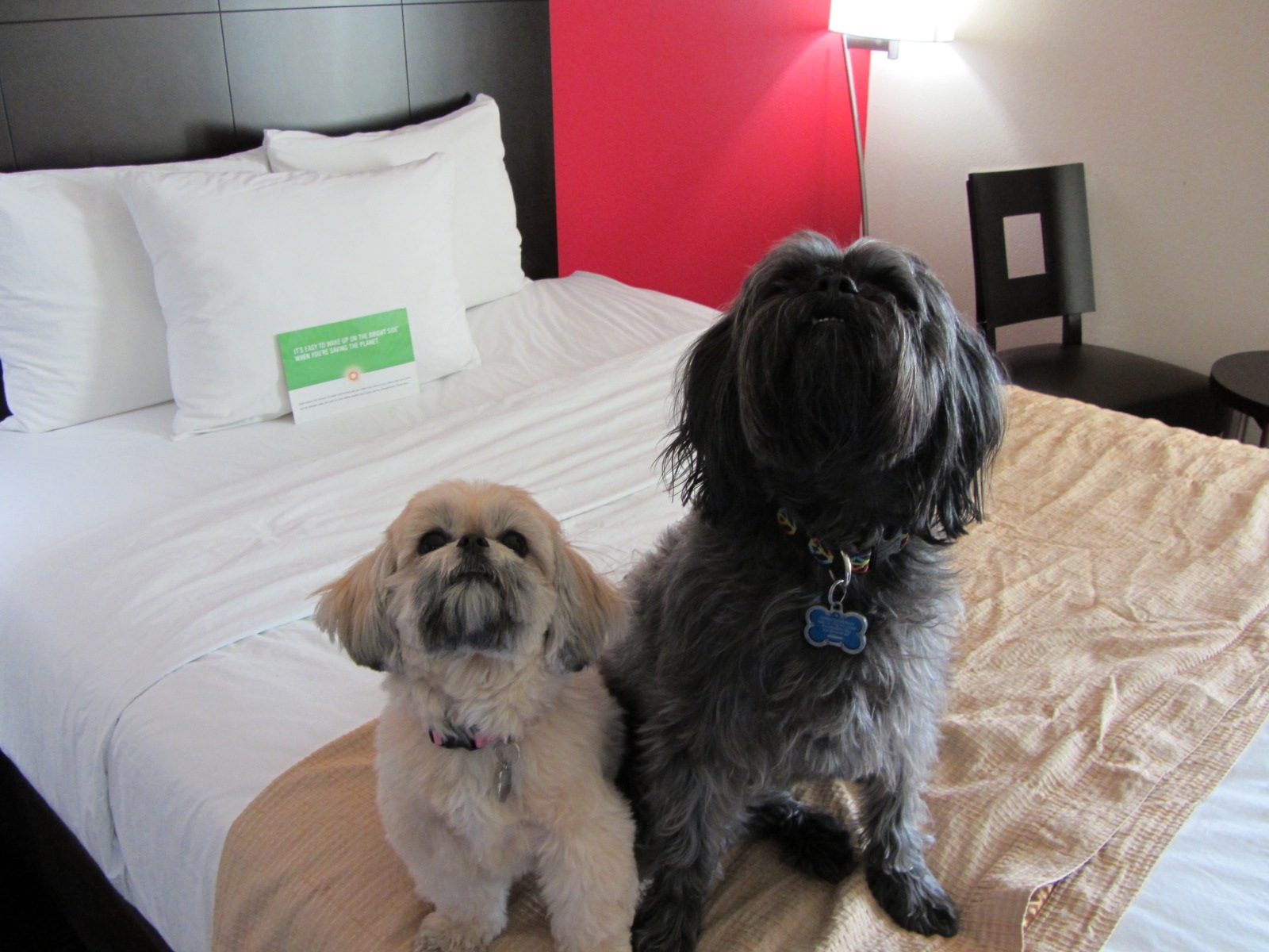 Road Trip with Dogs Choosing Pet Friendly Hotels Future Expat