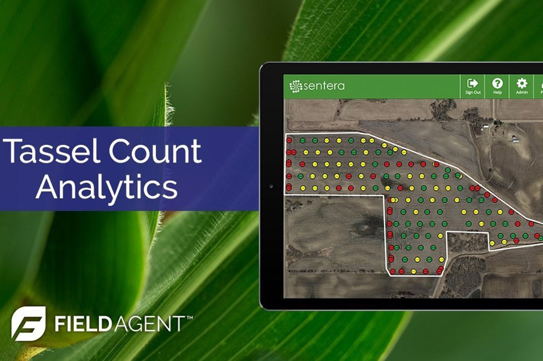 Sentera expands FieldAgent with tassel count Future Farming