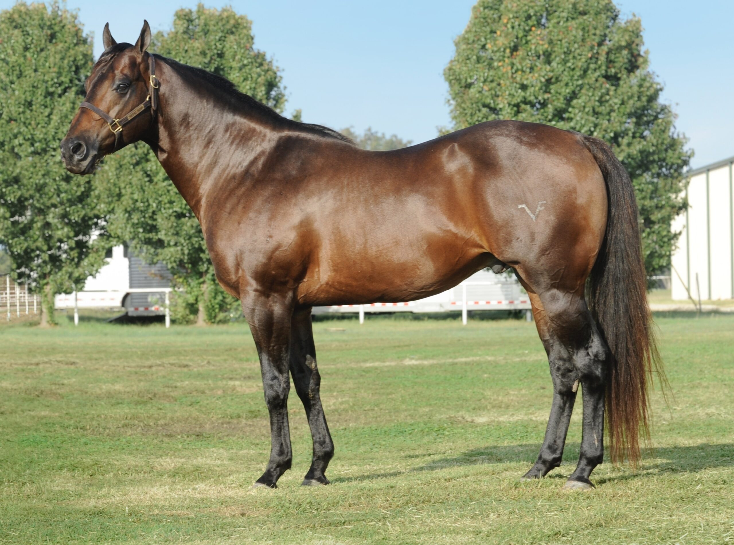 Famous Pie* Future Fortunes, Inc