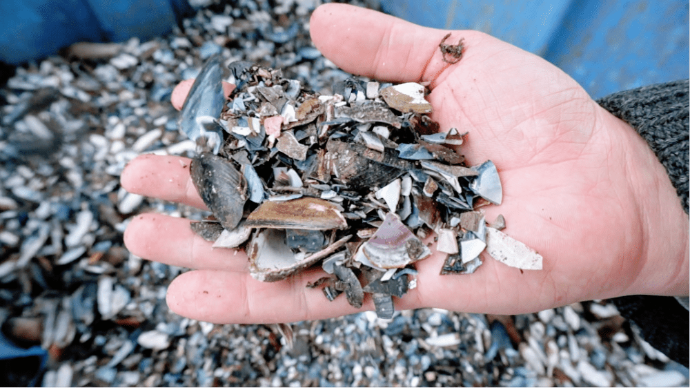 Mussel shell (Gallery) Future Materials Bank