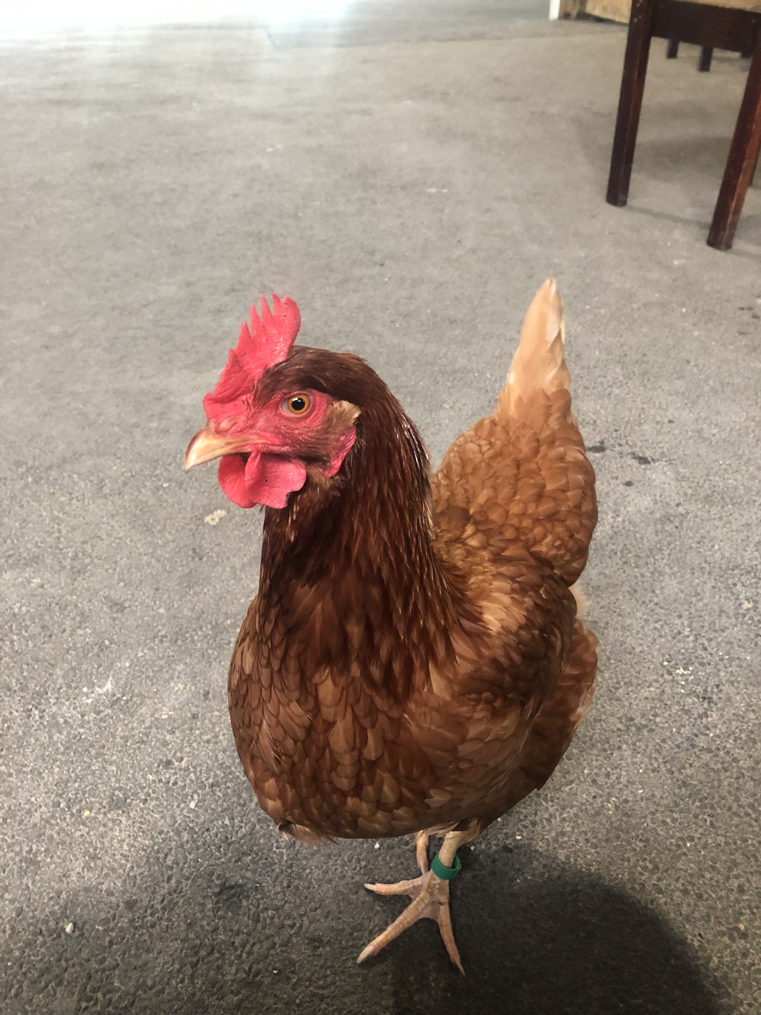 Ancient DNA reveals how a chicken virus evolved to more deadly