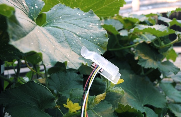 Leaf sensors tell farmers when plants get thirsty Futurity
