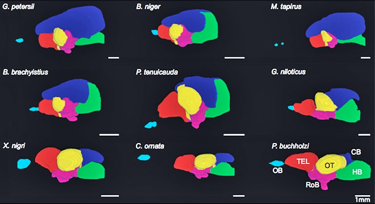 Maps show electric fish have supersized cerebellums Futurity