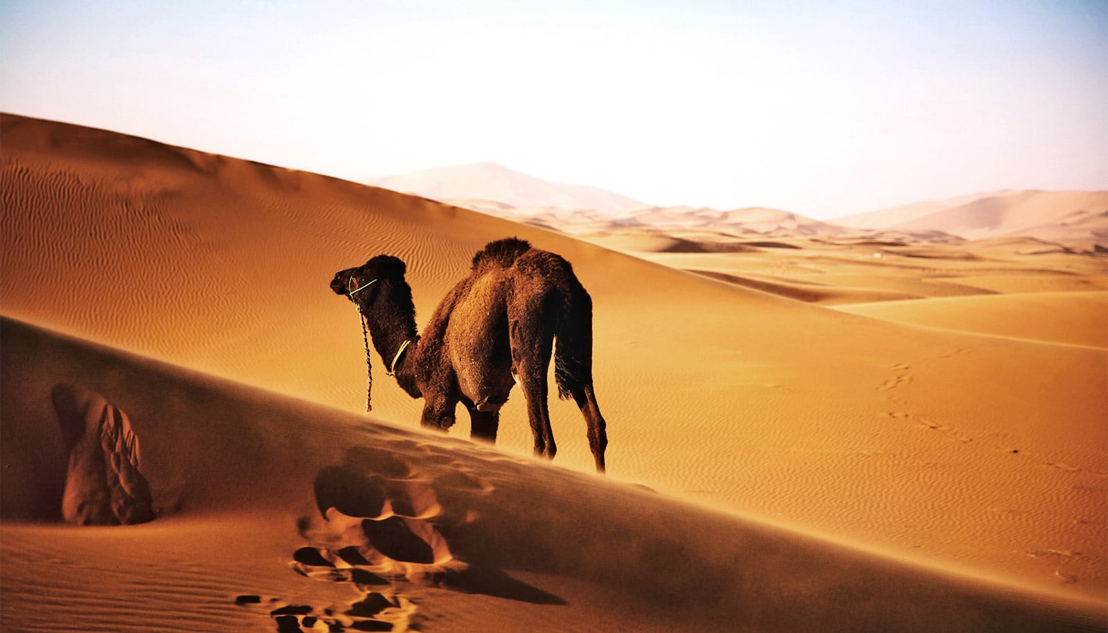 The western part of a great arid zone that continues into sw asia. Ancient Seaway Used To Cover The Sahara Desert Futurity
