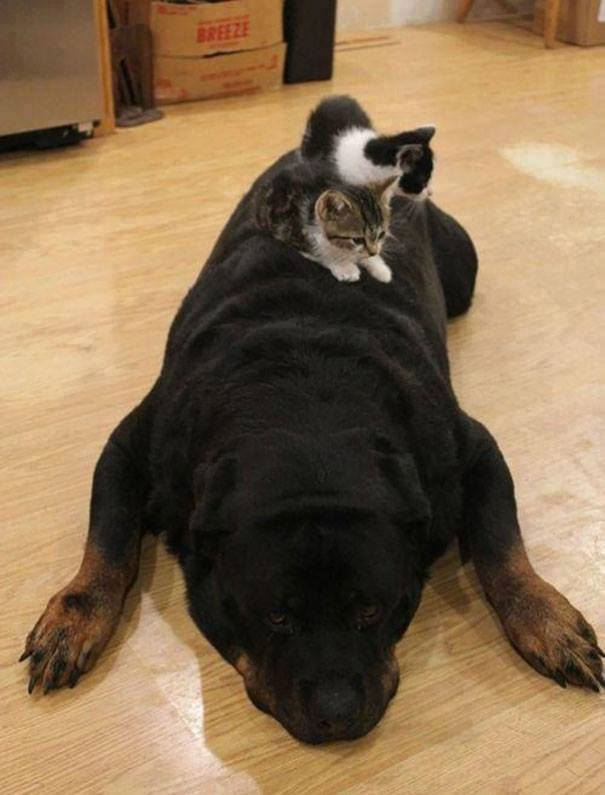 Cats Using Dogs as Pillows FuzzFeed